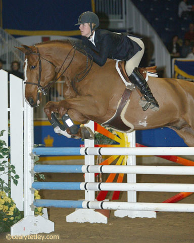 Amanda Knowles, Equestrian